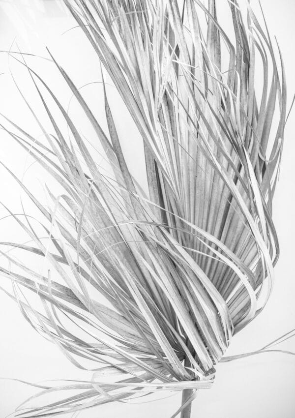 Minimalist Palm Frond