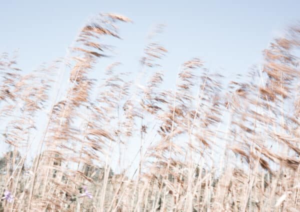 Grasses blowing in the wind