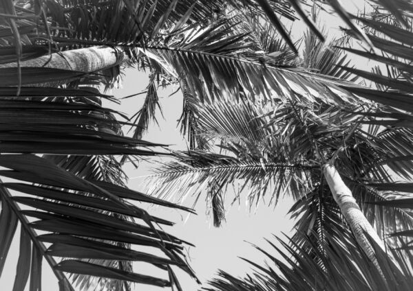 Palms looking up