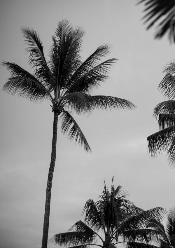 Minimalist Palm Trees, Palm Cove